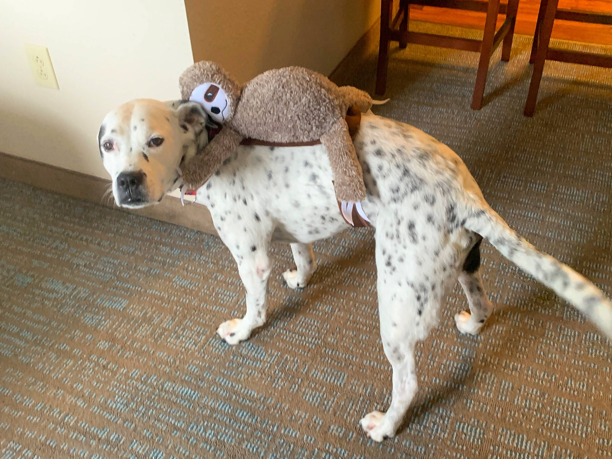 Oakley joined the competition — help win amazing prizes! braque_du_bourbonnais, canidae, carnivore, catahoula_bulldog, companion_dog, dalmatian, dog, dog_breed, louisiana_catahoula_leopard_dog, mammal, non_sporting_group, pointer, rare_breed_dog, sporting_group, tail, vertebrate