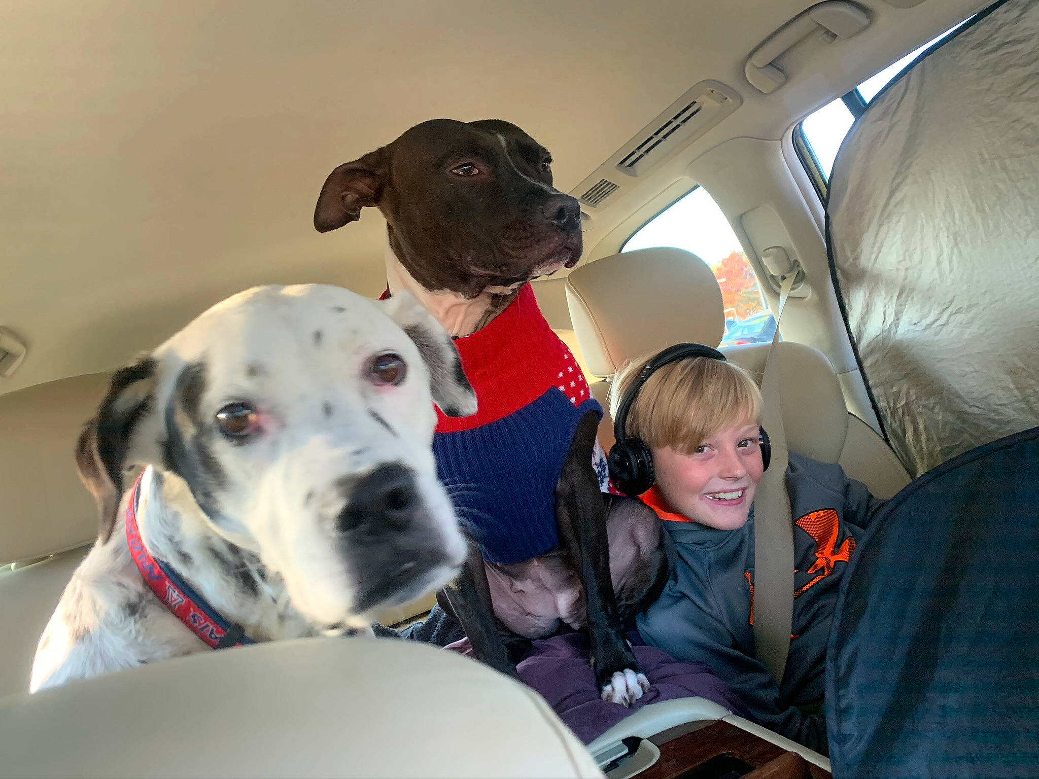 Oakley is registered to the contest to win money with this photo: bandog, canidae, carnivore, companion_dog, dalmatian, dog, dog_breed, ear, fawn, great_dane, guard_dog, mammal, non_sporting_group, puppy_love, snout, sporting_group, vertebrate, working_dog