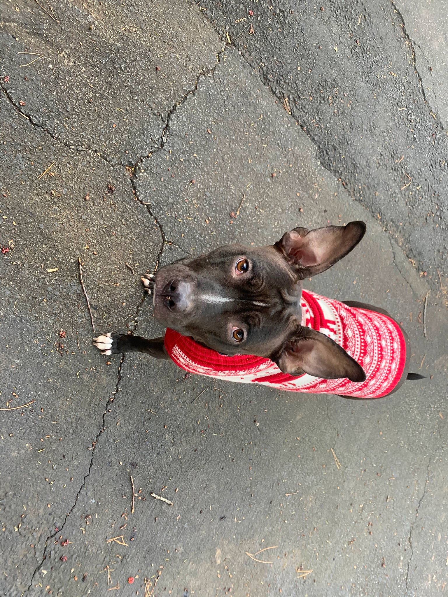 Rowdy Potato is registered to the contest to win money with this photo: american_hairless_terrier, canidae, carnivore, dog, dog_breed, fawn, mammal, snout, sporting_group, street_dog, toy_dog