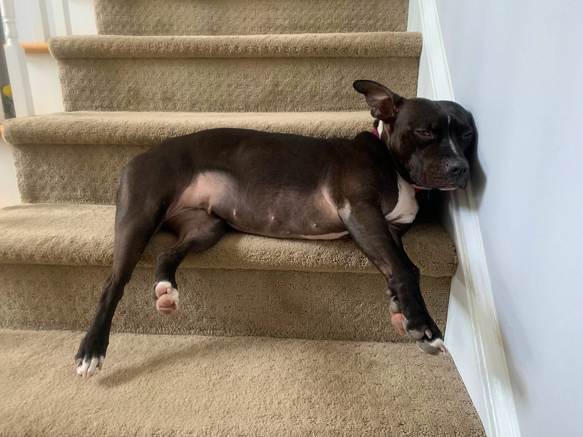 Rowdy Potato joined the competition — help win amazing prizes! american_pit_bull_terrier, american_staffordshire_terrier, canidae, carnivore, companion_dog, dog, dog_breed, fawn, mammal, non_sporting_group, snout, sporting_group, staffordshire_bull_terrier, tail, vertebrate