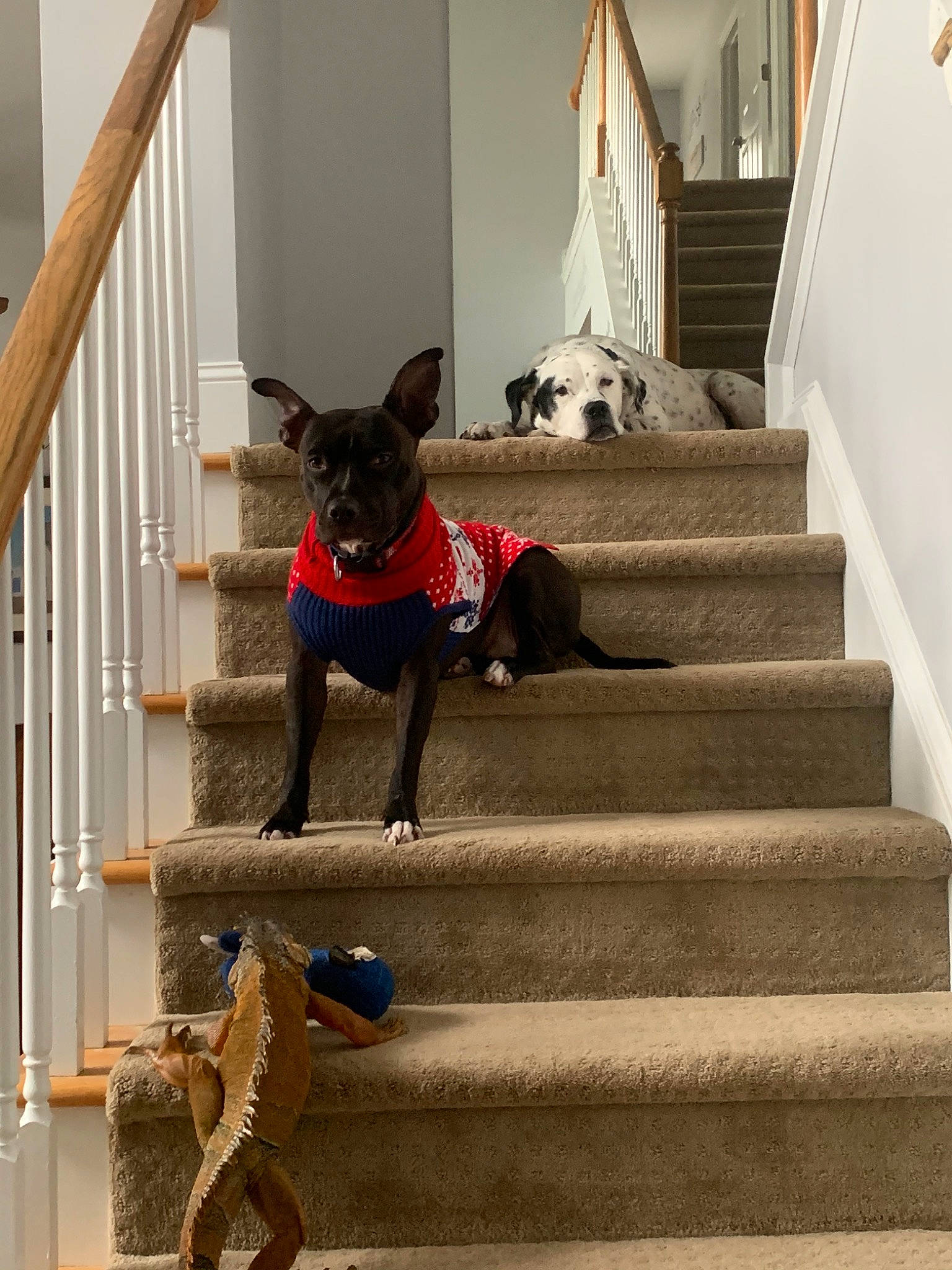 Rowdy Potato is registered to the contest to win money with this photo: australian_kelpie, canidae, carnivore, companion_dog, dog, dog_breed, floor, handrail, home, house, leash, non_sporting_group, sporting_group, stairs