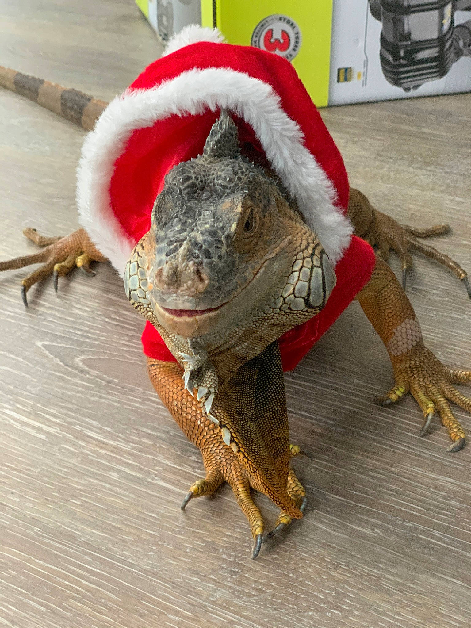 Hero joined the competition — help win amazing prizes! claw, dragon_lizard, fictional_character, green_iguana, iguana, iguania, iguanidae, lizard, reptile, scaled_reptile, tail