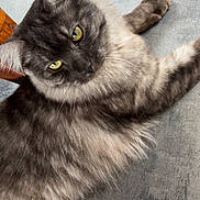 Ava participe au concours pour gagner de l'argent avec cette photo : animal, cat, close_up, curious, cute, domestic_animal, feline, floor, fluffy_fur, gray_cat, green_eyes, indoor, lying_down, mammal, pet, portrait, relaxed, resting, soft_texture, whiskers