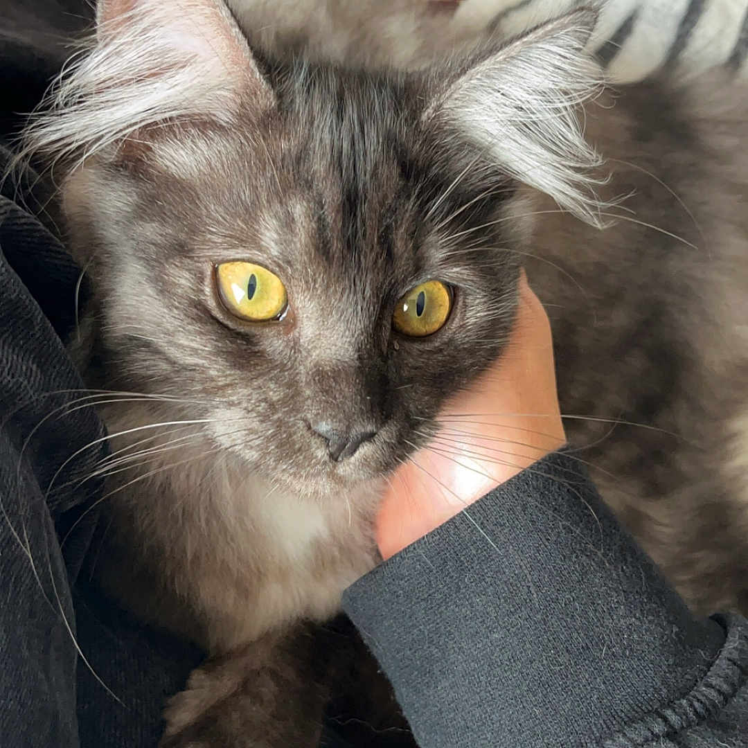 Ava a rejoint le concours — aidez-le/la à gagner de superbes lots ! animal, black_clothing, cat, close_up, comfort, cozy, domestic_cat, feline, fluffy_fur, gray_cat, hand, human, indoor, paw, pet, portrait, relaxation, sleeve, whiskers, yellow_eyes