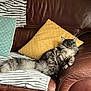 Ava participe au concours pour gagner de l'argent avec cette photo : animal, cat, comfort, couch, cozy, cushion, feline, fluffy_cat, fur, gray_cat, green_cushion, home, indoor, leather_couch, pet, relaxed, resting, sleeping_cat, striped_blanket, yellow_cushion