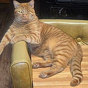 Spunky is registered to the contest to win money with this photo: animal_face, armchair, cat, cozy, dog, dog_in_crate, domestic_animals, furniture, ginger_cat, home, indoor, one_eyed, paw, pet, relaxed, striped_fur, table, vintage_furniture, whiskers, wooden_floor