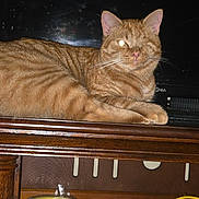 Spunky joined the competition — help win amazing prizes! cat, ginger_cat, one-eyed, feline, resting, wooden_cabinet, television, indoor, pet, domestic_animal, tail, furniture, cables, relaxed, animal, whiskers, ears, fur, home, one_eye_closed