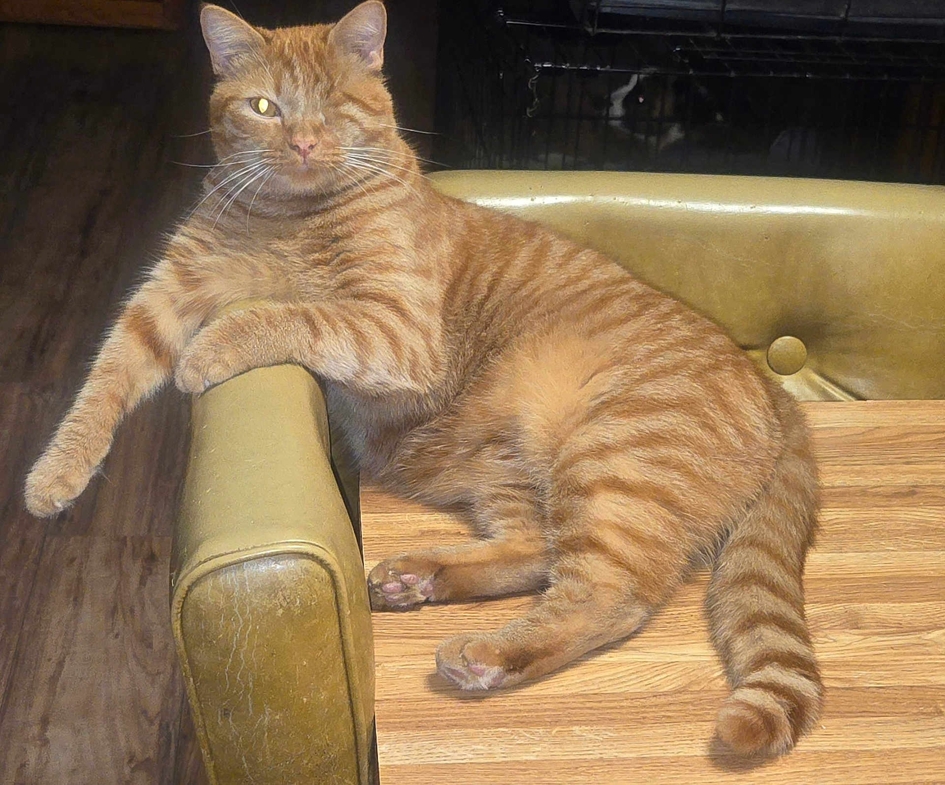 Rock And Roll Ryder is registered to the contest to win money with this photo: cat, ginger_cat, one_eyed, armchair, vintage_furniture, wooden_floor, dog, dog_in_crate, pet, domestic_animals, relaxed, indoor, furniture, table, paw, striped_fur, whiskers, animal_face, cozy, home