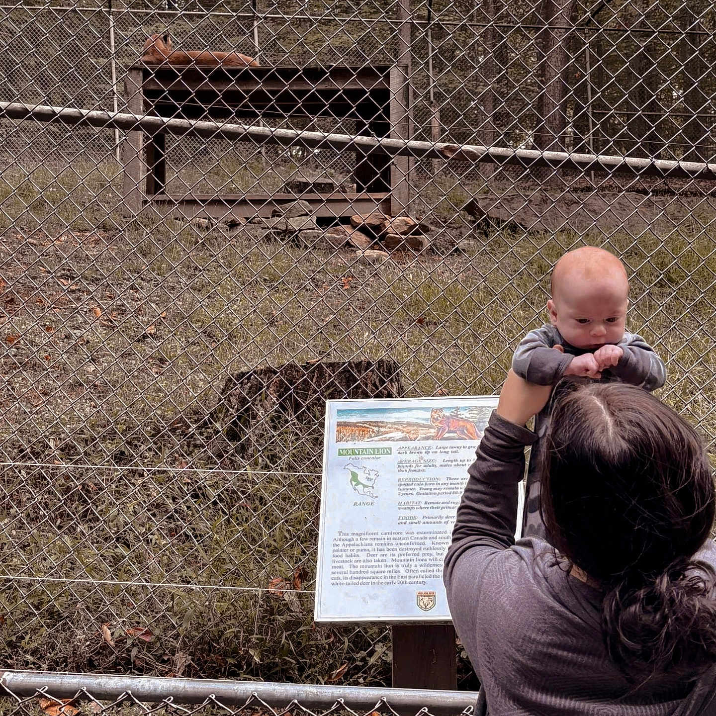 Clayton is registered to the contest to win money with this photo: adult, animal, baby, face, female, fence, grass, head, nature, outdoors, people, person, photography, plant, portrait, soil, tree, vegetation, woman, zoo