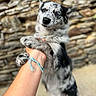 Bandy a rejoint le concours — aidez-le/la à gagner de superbes lots ! animal, black_and_white, blue_heeler, canine, close_up, dog, floppy_ears, gray_fur, hand, holding, nature, outdoor, paws, person, playful, portrait, puppy, rocks, speckled_coat, standing