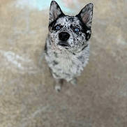 Bandy a rejoint le concours — aidez-le/la à gagner de superbes lots ! alert, animal, black_and_white, blue_eyes, camera_gaze, canine, dog, ears, floor, front_facing, fur, heeler, home, indoors, nose, pet, portrait, puppy, sitting, speckled_coat