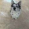 alert, animal, black_and_white, blue_eyes, camera_gaze, canine, dog, ears, floor, front_facing, fur, heeler, home, indoors, nose, pet, portrait, puppy, sitting, speckled_coat