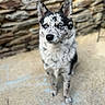 Bandy participe au concours pour gagner de l'argent avec cette photo : alert, animal, black_nose, blue_eyes, blue_markings, canine, concrete, dog, ears, fur, merle_coat, outdoor, pavement, photography, portrait, puppy, rustic, speckled_coat, standing, stone_wall