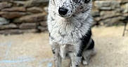 Bandy participe au concours pour gagner de l'argent avec cette photo : alert, animal, australian_cattle_dog, black_and_white, blue_eyes, blue_heeler, canine, close_up, dog, front_view, outdoor, pavement, pet, pointed_ears, portrait, puppy, rustic, sitting, speckled_fur, stone_wall