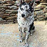 alert, animal, australian_cattle_dog, black_and_white, blue_eyes, blue_heeler, canine, close_up, dog, front_view, outdoor, pavement, pet, pointed_ears, portrait, puppy, rustic, sitting, speckled_fur, stone_wall