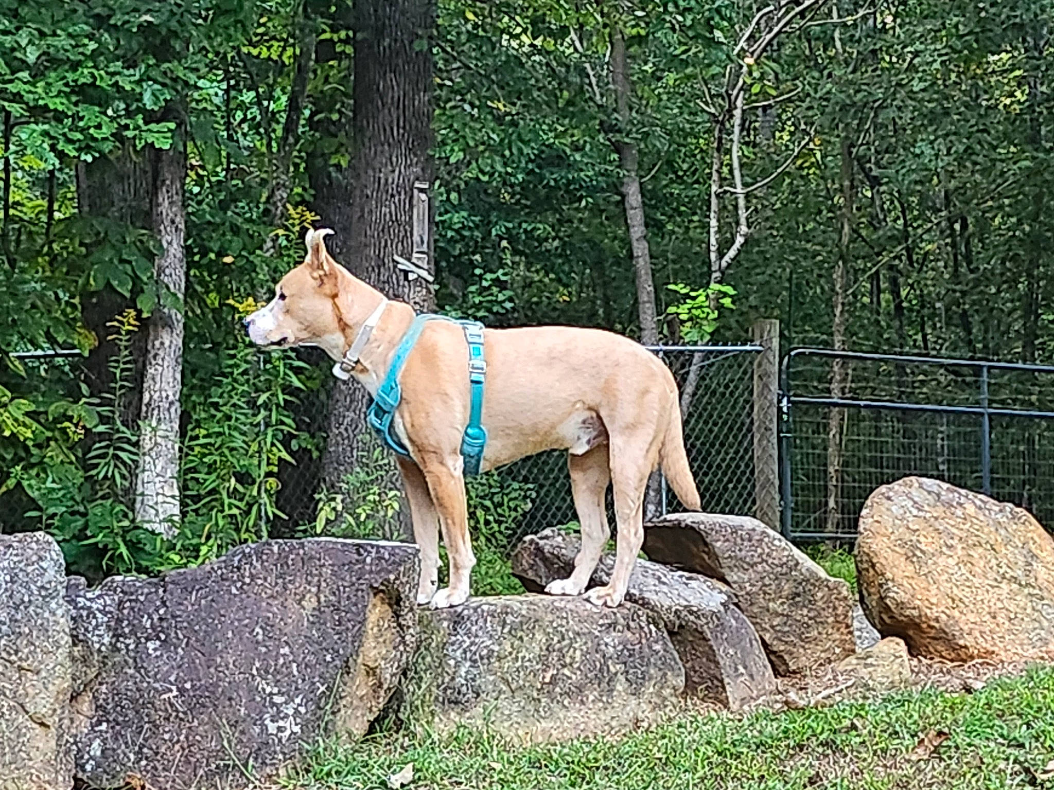 Knuckles is registered to the contest to win money with this photo: canidae, carnivore, collar, companion_dog, dog, dog_breed, dog_supply, doghouse, fawn, fence, forest, grass, home_fencing, plant, snout, sporting_group, tail, tree, wire_fencing, working_animal