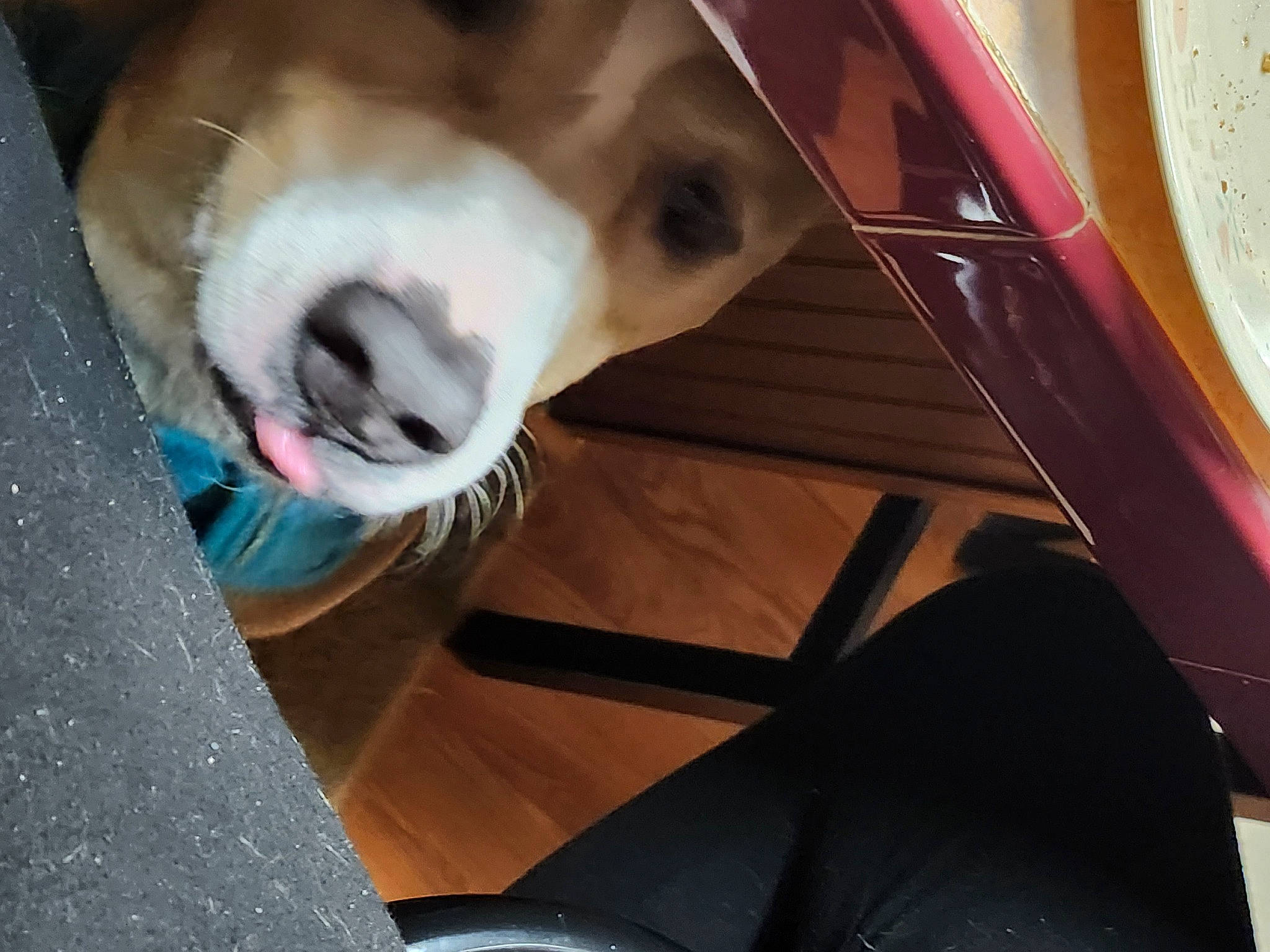 Knuckles joined the competition — help win amazing prizes! auto_part, automotive_exterior, canidae, car_seat, carnivore, comfort, companion_dog, dog, dog_breed, fawn, felidae, flooring, fur, human_leg, paw, small_to_medium_sized_cats, snout, sporting_group, vehicle_door, whiskers