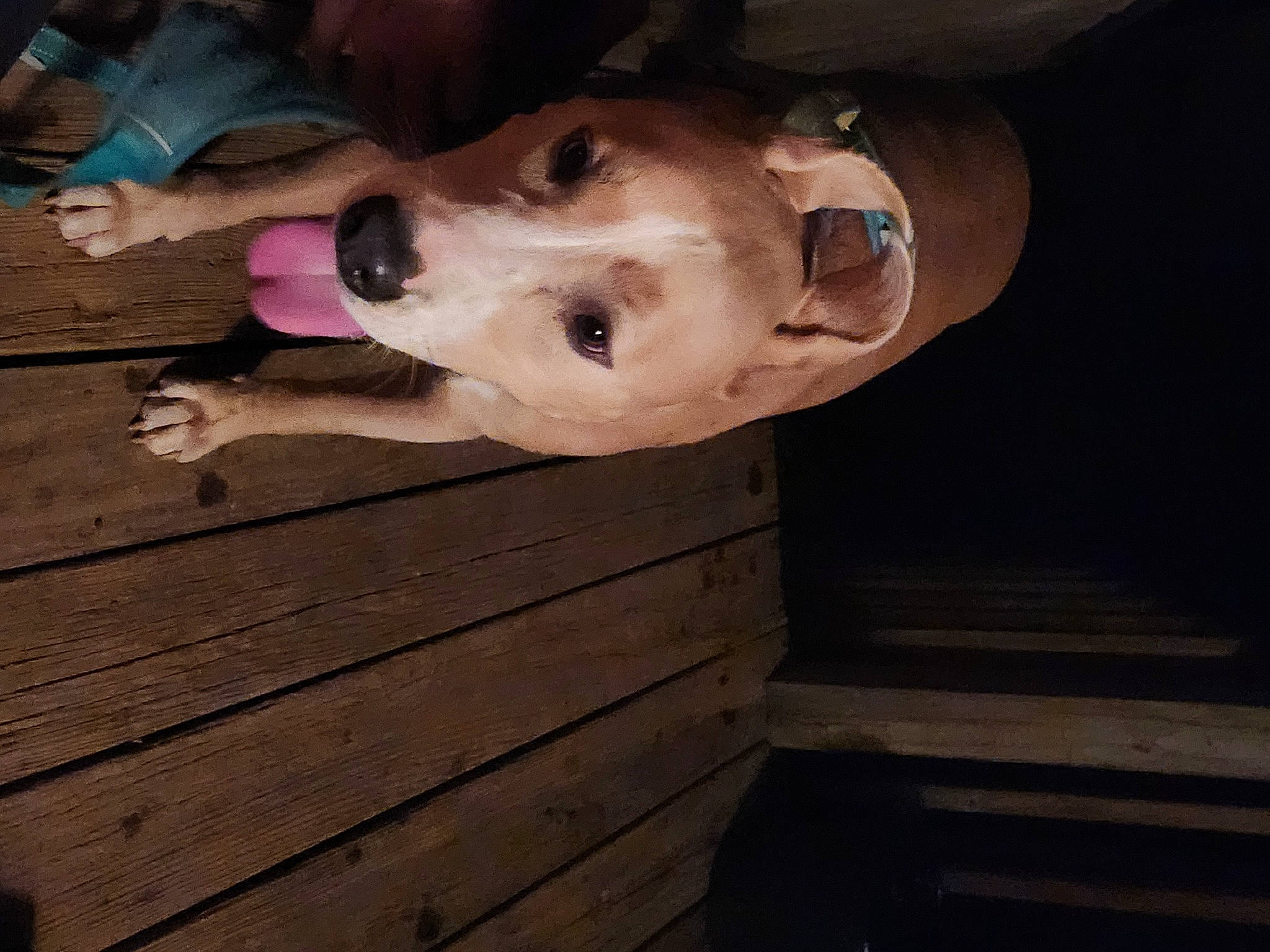 Knuckles is registered to the contest to win money with this photo: adventure, canidae, carnivore, companion_dog, dog, dog_breed, dog_collar, door, fawn, guard_dog, hardwood, non_sporting_group, sporting_group, wood, working_animal