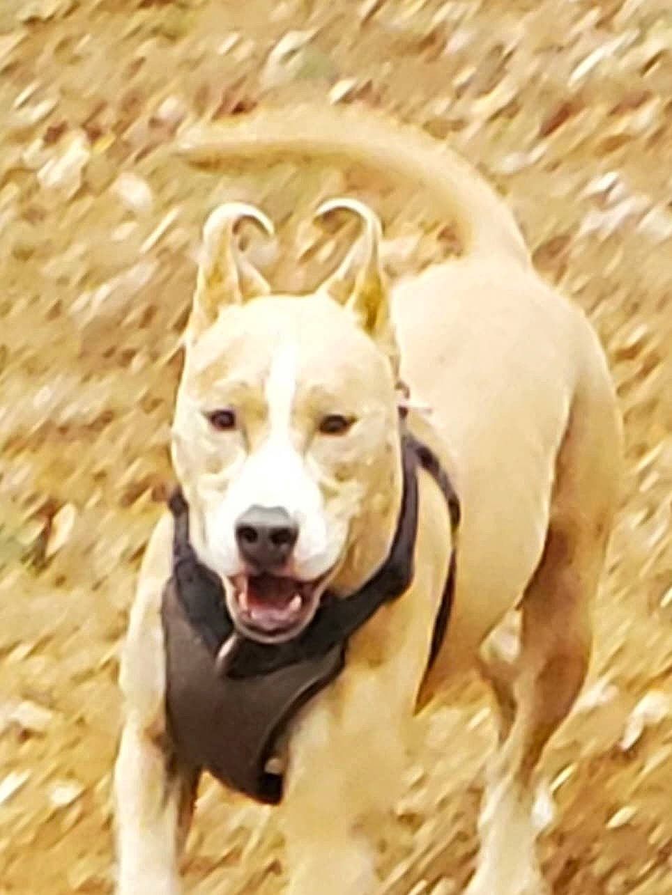 Knuckles is registered to the contest to win money with this photo: ancient_dog_breeds, canidae, carnivore, collar, companion_dog, dog, dog_breed, dog_collar, dog_supply, fashion_accessory, fawn, happy, paw, pet_supply, snout, sporting_group, terrestrial_animal, wood, working_animal, working_dog