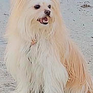 Princess is registered to the contest to win money with this photo: animal, black_eyes, black_nose, companion_animal, cute, dog, fluffy, ground, hairy, long_hair, open_mouth, outdoor, pavement, pet, portrait, shih_tzu, sitting, small_dog, teeth, white_fur