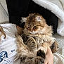 cat, tabby_cat, fluffy, pet, animal, indoor, blanket, pillow, person, hand, fur, cozy, resting, cute, soft, relaxed, comfort, domestic, mammal, snuggle