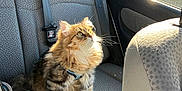 Aiko participe au concours pour gagner de l'argent avec cette photo : cat, fluffy, car_interior, sunlight, seat, pet, domestic_animal, window, seatbelt, feline, curious, indoor, animal, transportation, backseat, looking_up, striped, long_hair, whiskers, harness