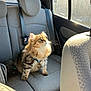 cat, fluffy, car_interior, sunlight, seat, pet, domestic_animal, window, seatbelt, feline, curious, indoor, animal, transportation, backseat, looking_up, striped, long_hair, whiskers, harness