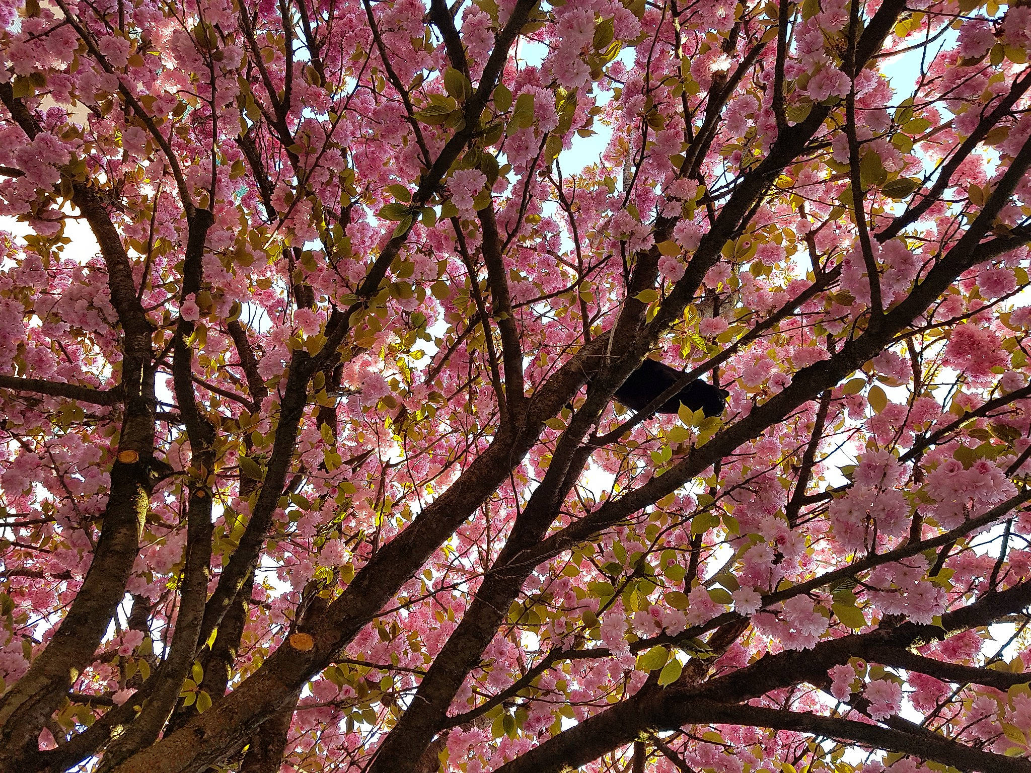 Cali participe au concours pour gagner de l'argent avec cette photo : blossom, carmine, deciduous, event, flower, flowering_plant, magenta, people_in_nature, plant, plant_stem, sky, tints_and_shades, tree, trunk, twig