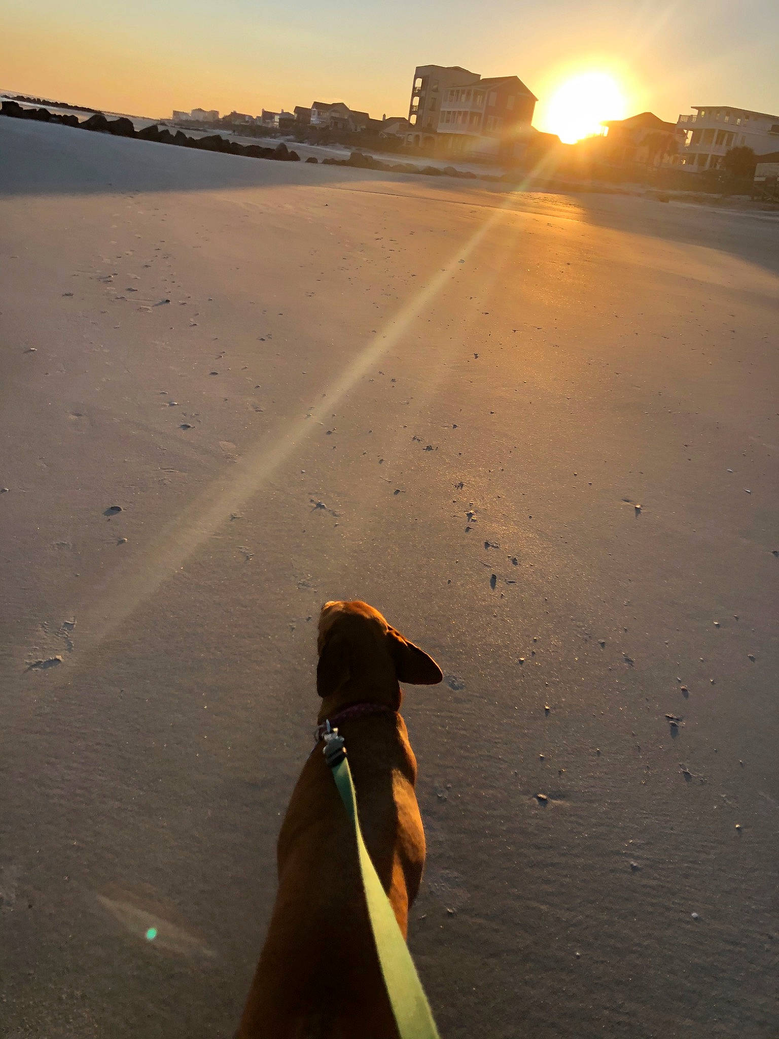 Fern joined the competition — help win amazing prizes! beach, calm, canidae, cloud, coast, dog, evening, landscape, morning, ocean, sand, sea, shadow, shore, sky, sporting_group, sunlight, sunrise, vacation, wave