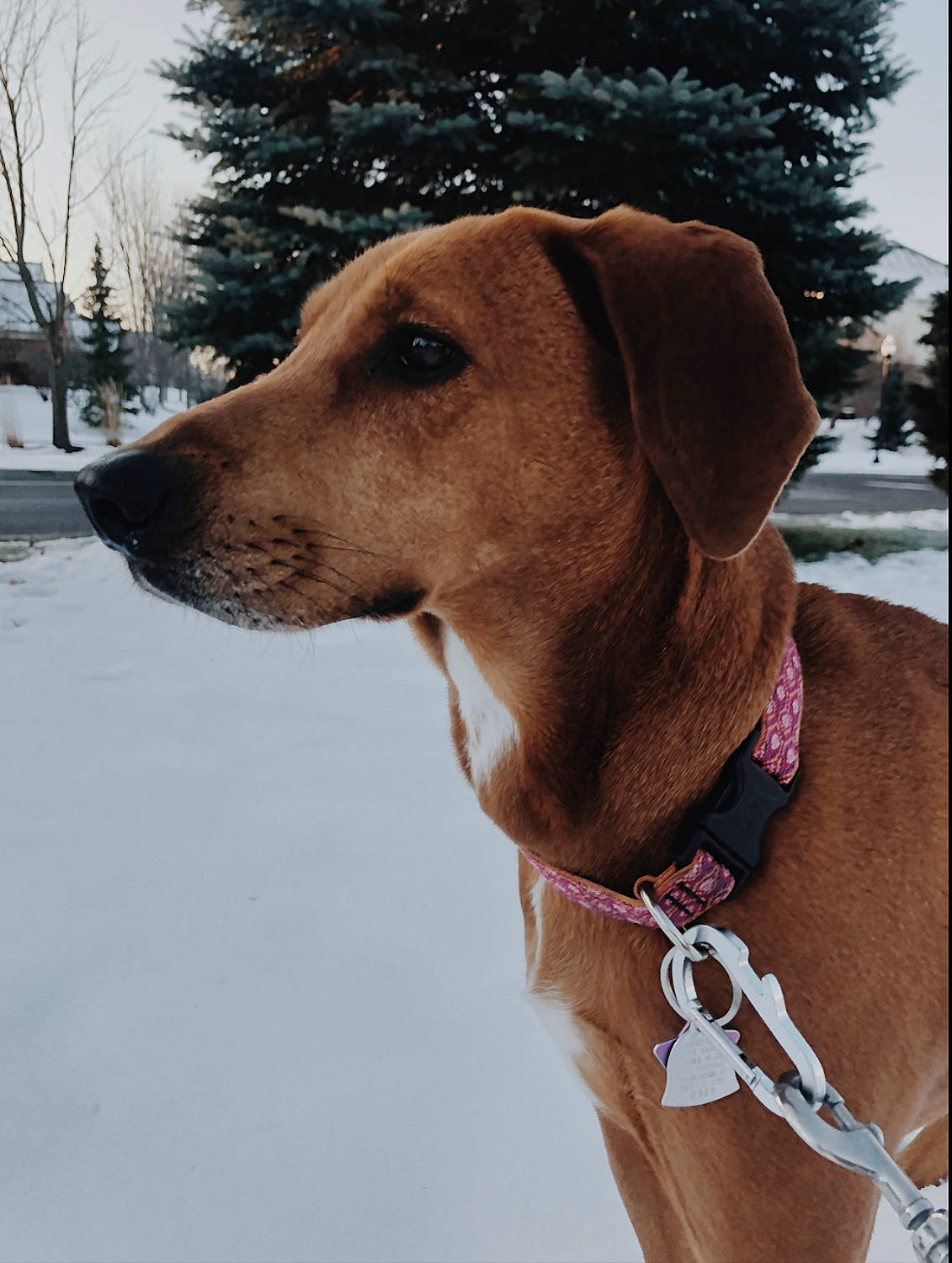 Fern is registered to the contest to win money with this photo: black_mouth_cur, broholmer, canidae, carnivore, collar, dog, dog_breed, dog_collar, fawn, hound, hunting_dog, mammal, mountain_cur, rare_breed_dog, rhodesian_ridgeback, snout, snow, sporting_group, vertebrate, vizsla