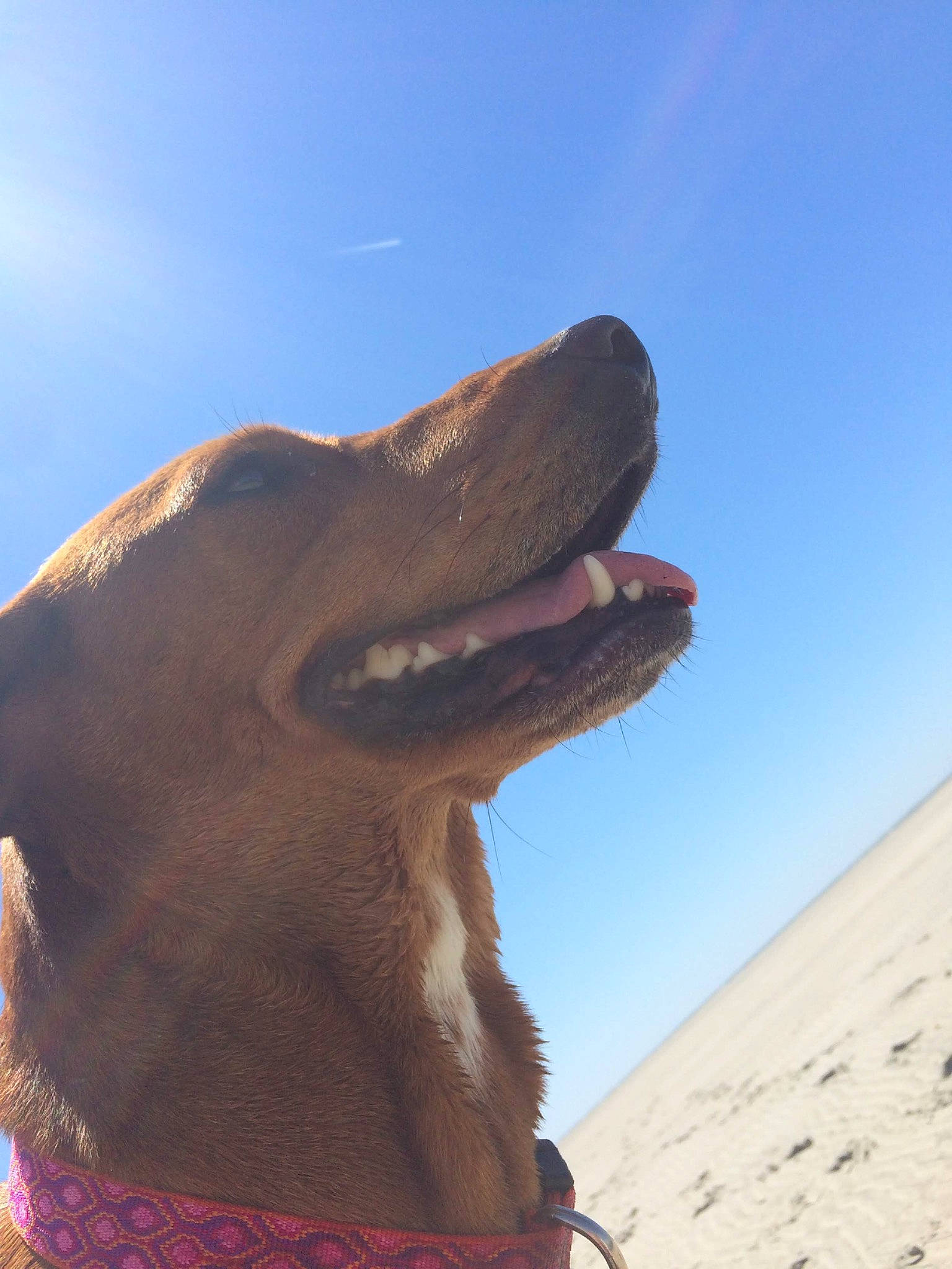 Fern is registered to the contest to win money with this photo: aeolian_landform, brown, canidae, desert, dog_breed, fun, jaw, landscape, mouth, nose, sand, sky, snout, sporting_group, vacation