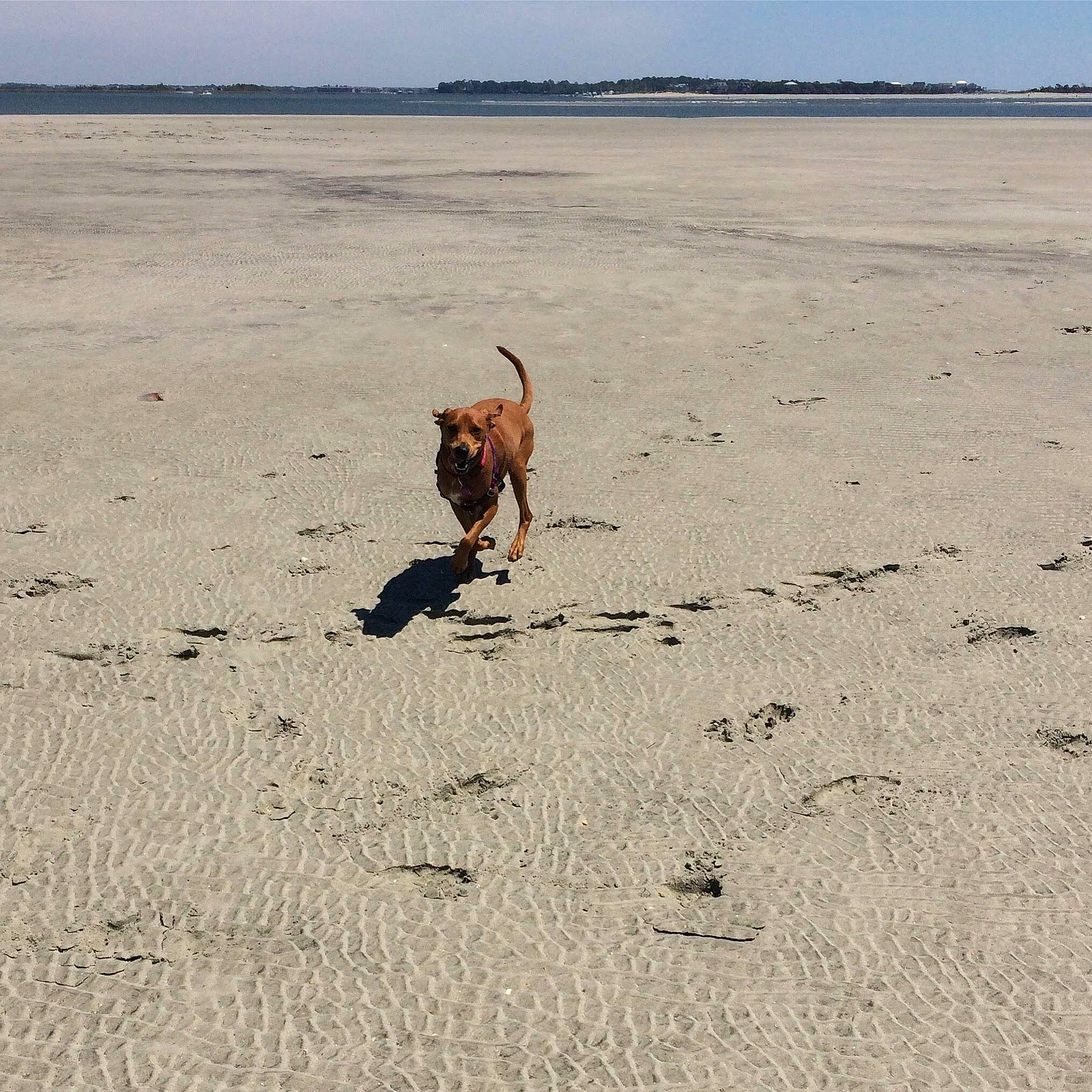 Fern joined the competition — help win amazing prizes! beach, canidae, carnivore, coast, dog, dog_breed, fawn, hunting_dog, sand, sea, sporting_group, vacation