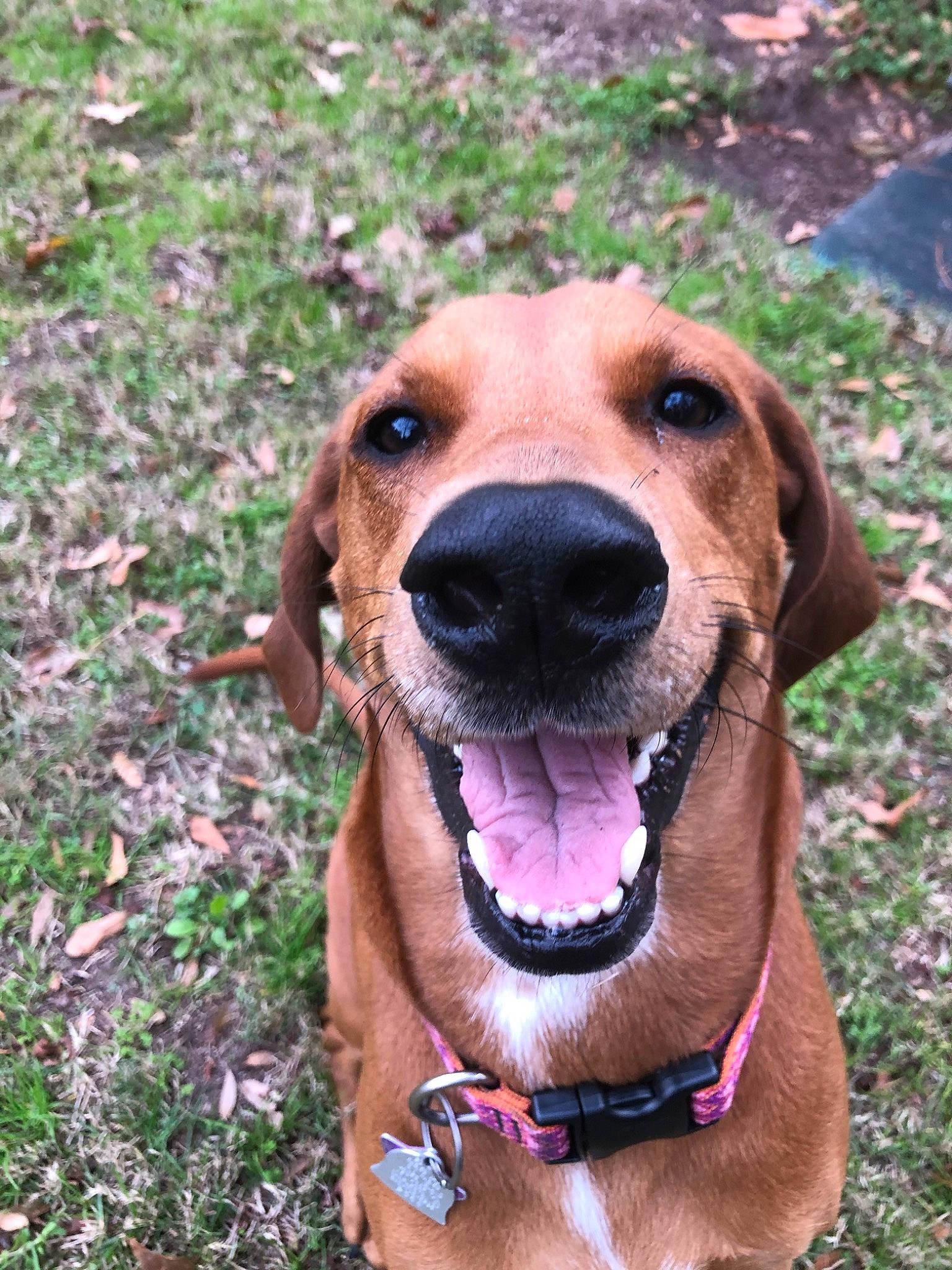 Fern joined the competition — help win amazing prizes! beagador, black_mouth_cur, broholmer, canidae, carnivore, coonhound, dog, dog_breed, fawn, hound, hunting_dog, mammal, mountain_cur, rare_breed_dog, redbone_coonhound, rhodesian_ridgeback, snout, sporting_group, treeing_walker_coonhound, vertebrate