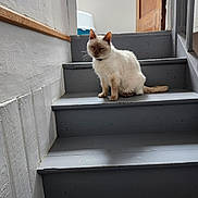 Romeo a rejoint le concours — aidez-le/la à gagner de superbes lots ! animal, cat, closed_eyes, collar, domestic, door, feline, fur, gray_stairs, house, indoor, natural_light, peaceful, pet, quiet, relaxed, sitting, stairs, white_wall, wooden_stairs