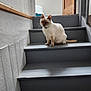 animal, cat, closed_eyes, collar, domestic, door, feline, fur, gray_stairs, house, indoor, natural_light, peaceful, pet, quiet, relaxed, sitting, stairs, white_wall, wooden_stairs