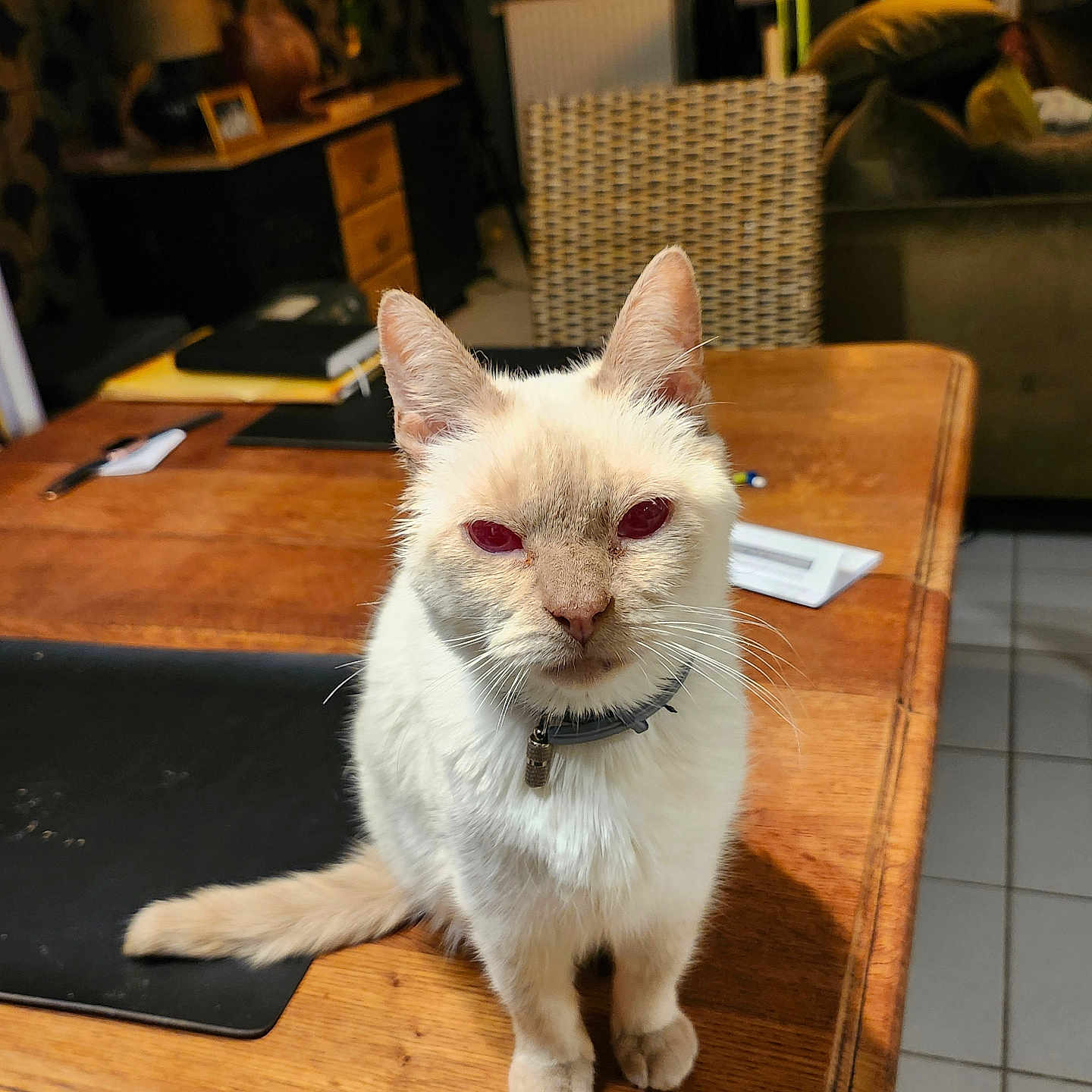 Romeo participe au concours pour gagner de l'argent avec cette photo : animal, cat, chair, closeup, collar, curious, domestic, floor_tile, fur, furniture, indoor, lamp, paper, pet, sitting, table, whiskers, white_cat, wicker_chair, wooden_table