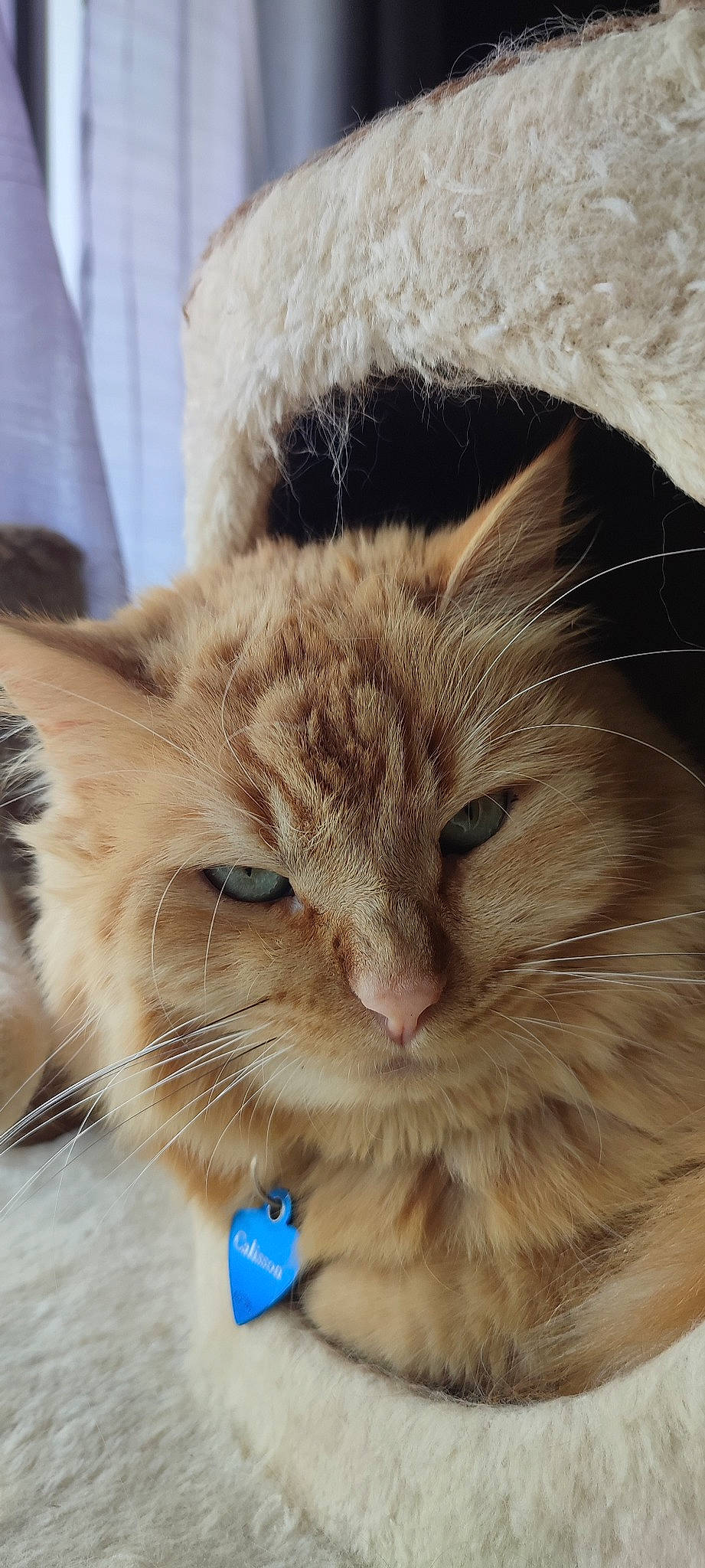 Calisson participe au concours pour gagner de l'argent avec cette photo : box, cardboard, carnivore, cat, claw, domestic_short_haired_cat, ear, electric_blue, event, fawn, felidae, fur, paw, small_to_medium_sized_cats, snout, tail, terrestrial_animal, whiskers