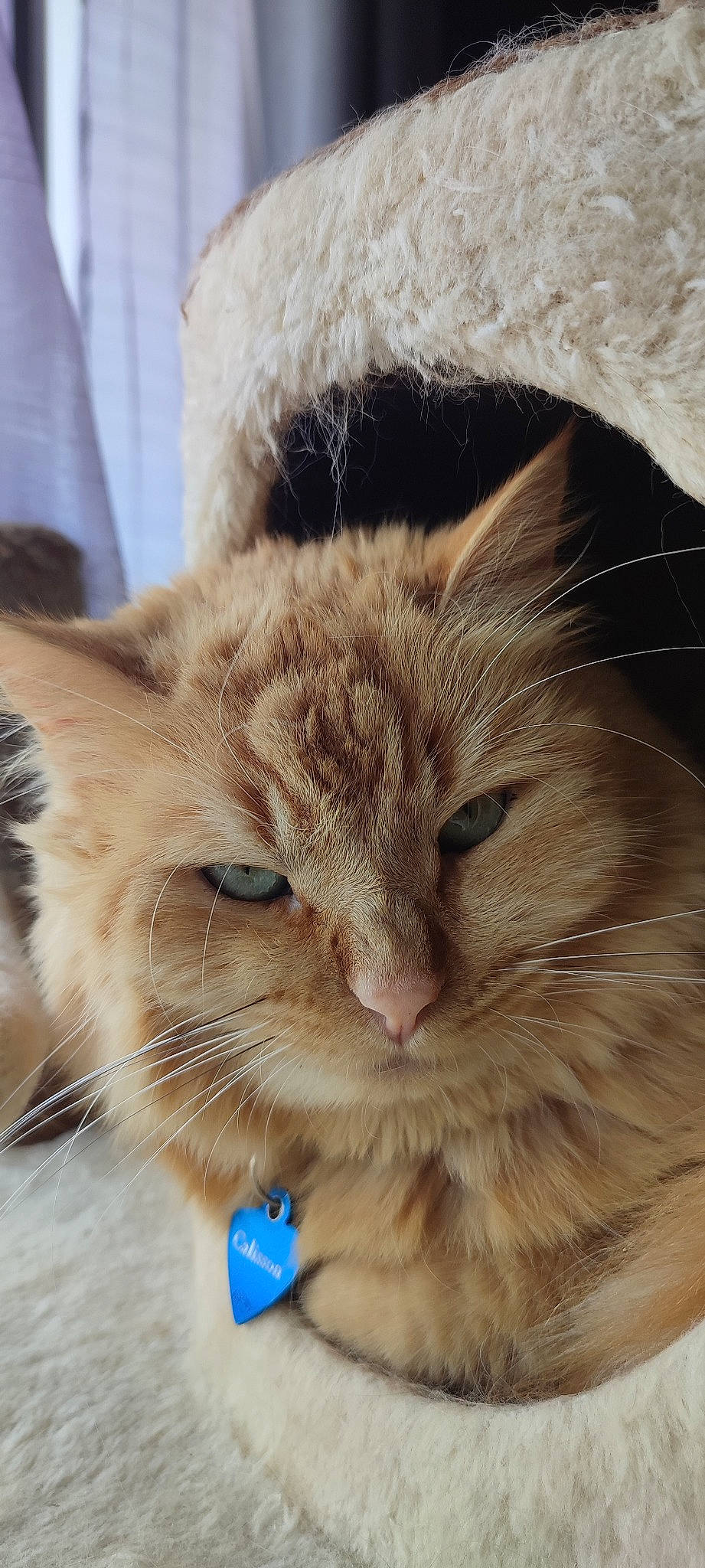 Calisson participe au concours pour gagner de l'argent avec cette photo : box, cardboard, carnivore, cat, claw, domestic_short_haired_cat, ear, electric_blue, event, eye, fawn, felidae, fur, paw, small_to_medium_sized_cats, snout, tail, terrestrial_animal, whiskers