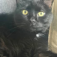 Rev joined the competition — help win amazing prizes! black_cat, cat, pet, animal, feline, close_up, yellow_eyes, whiskers, fur, indoor, relaxed, alert, texture, sofa, couch, resting, portrait, mammal, cute, domestic_animal