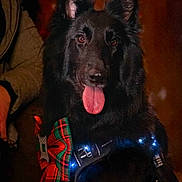 Ubywane participe au concours pour gagner de l'argent avec cette photo : dog, black_dog, pet, tongue, ears, harness, bow, tartan_bow, fairy_lights, portrait, indoor, human_arm, close_up, fluffy_fur, happy_expression, eyes, nose, mouth, holiday_theme, watermark
