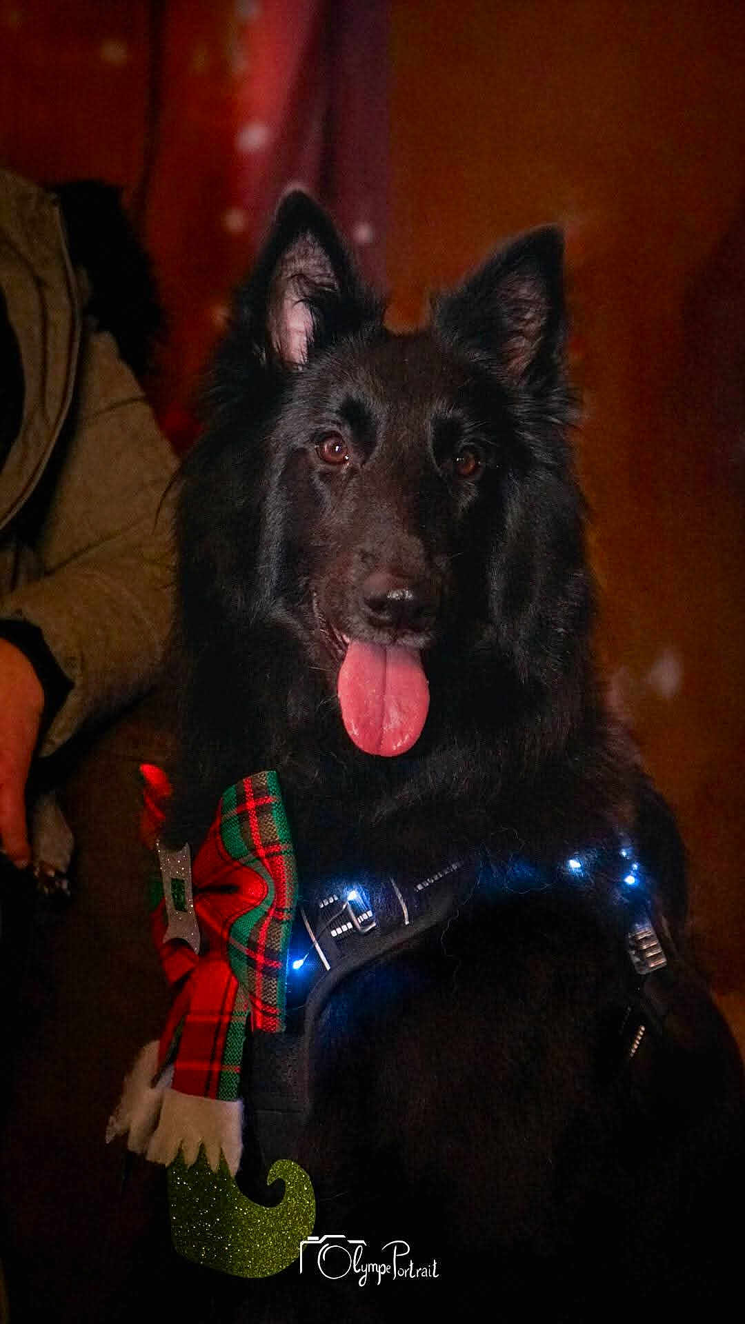 Ubywane participe au concours pour gagner de l'argent avec cette photo : dog, black_dog, pet, tongue, ears, harness, bow, tartan_bow, fairy_lights, portrait, indoor, human_arm, close_up, fluffy_fur, happy_expression, eyes, nose, mouth, holiday_theme, watermark