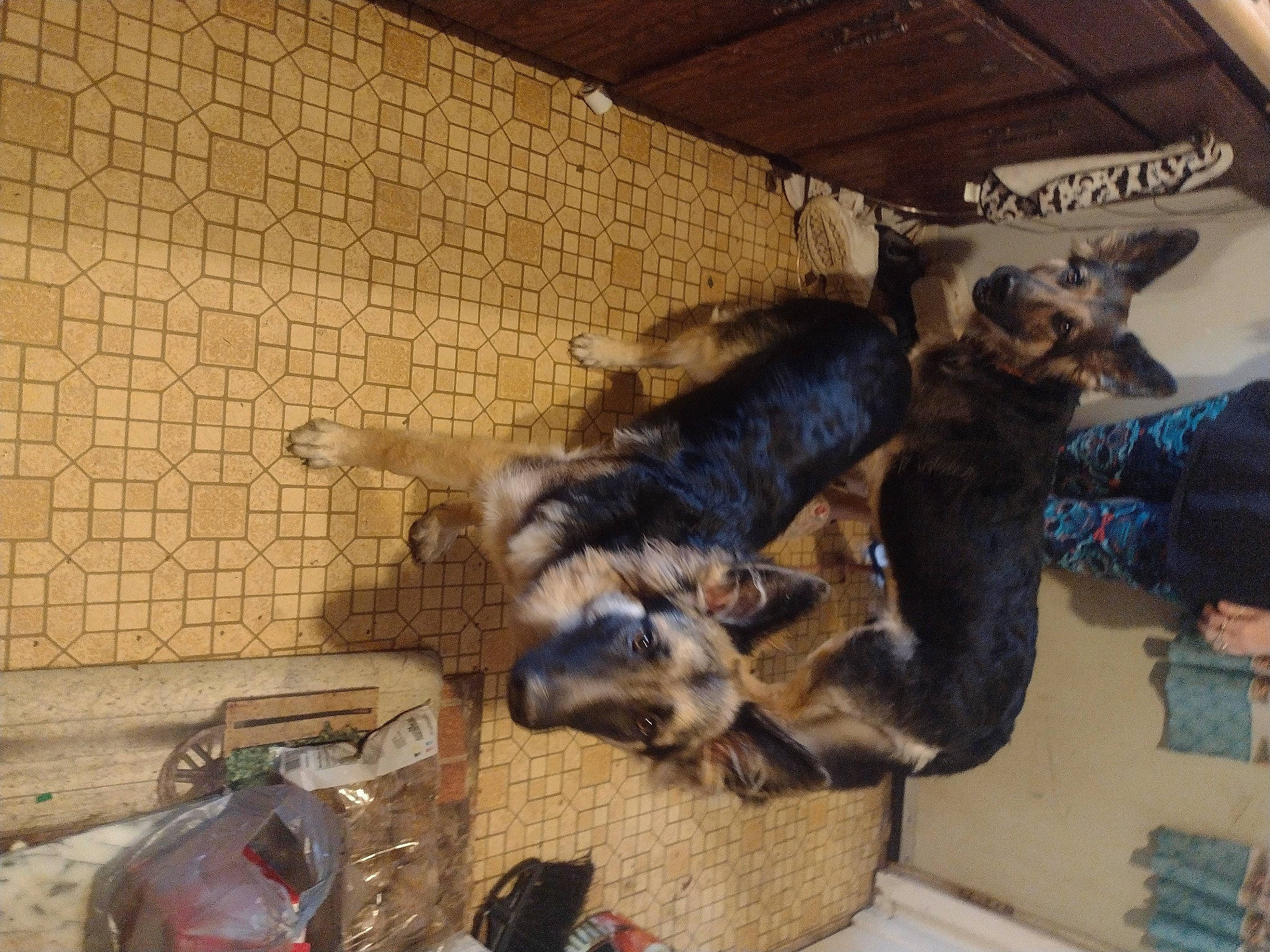 Anna is registered to the contest to win money with this photo: bag, canidae, carnivore, comfort, companion_dog, dog_breed, felidae, flooring, fur, hardwood, luggage_and_bags, pet_supply, small_to_medium_sized_cats, sporting_group, tail, wood, working_animal