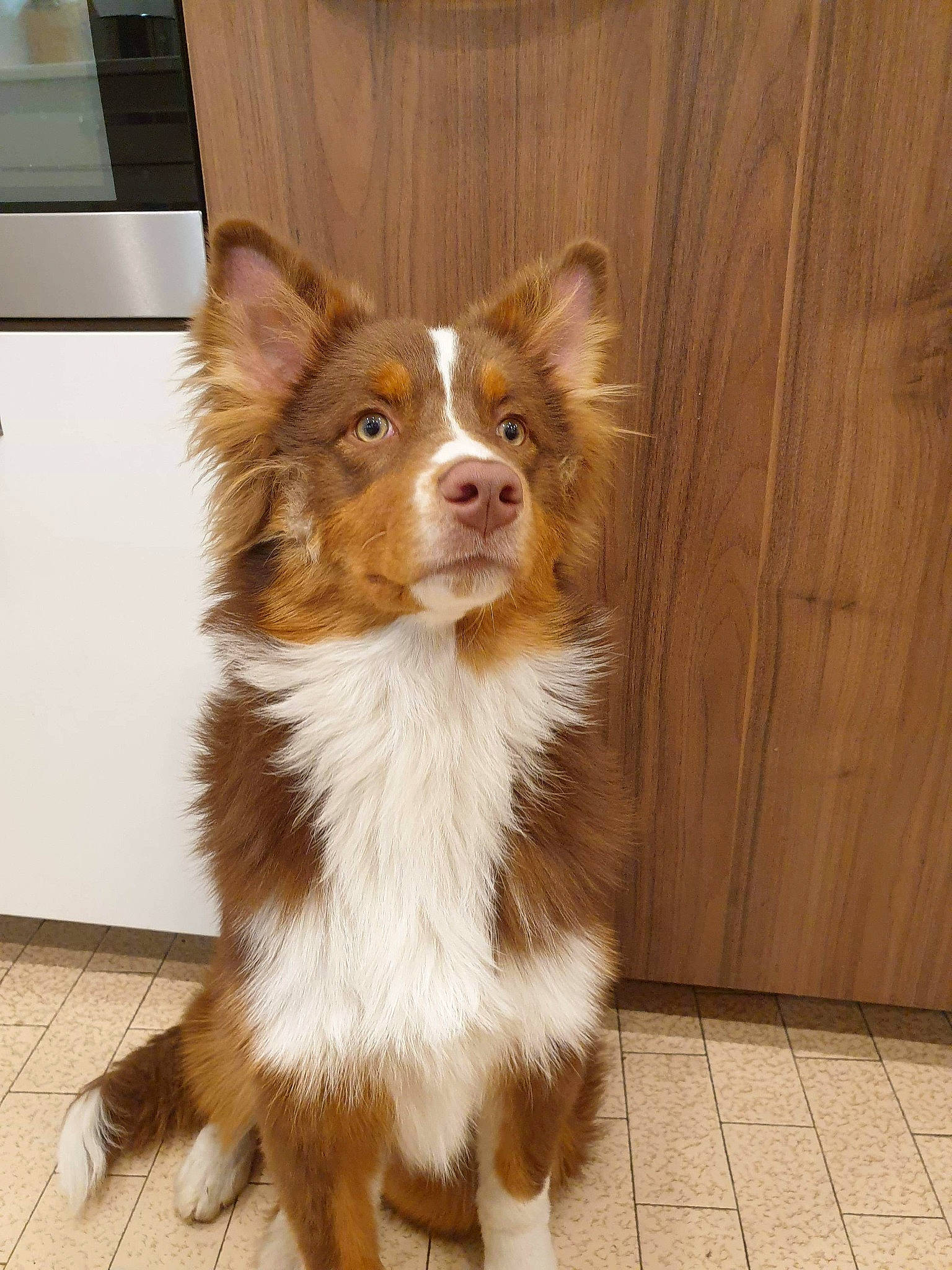 Baïka a rejoint le concours — aidez-le/la à gagner de superbes lots ! brown, canidae, carnivore, companion_dog, dog, dog_breed, fawn, floor, flooring, fur, hardwood, home_appliance, kitchen_appliance, liver, major_appliance, snout, sporting_group, whiskers, wood_flooring, wood_stain