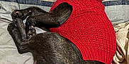 Louey is registered to the contest to win money with this photo: dog, black_dog, sweater, red_sweater, knitted_sweater, resting, sleeping, couch, pillows, striped_pillow, indoor, pet, animal, cozy, curled_up, relaxed, fur, canine, companion, home