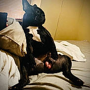 Louey joined the competition — help win amazing prizes! dog, bed, indoor, black_and_white, pillow, blanket, pet, canine, furniture, relaxed, sitting, looking_away, fur, animal, domestic, cozy, resting, side_view, four_legs, ears