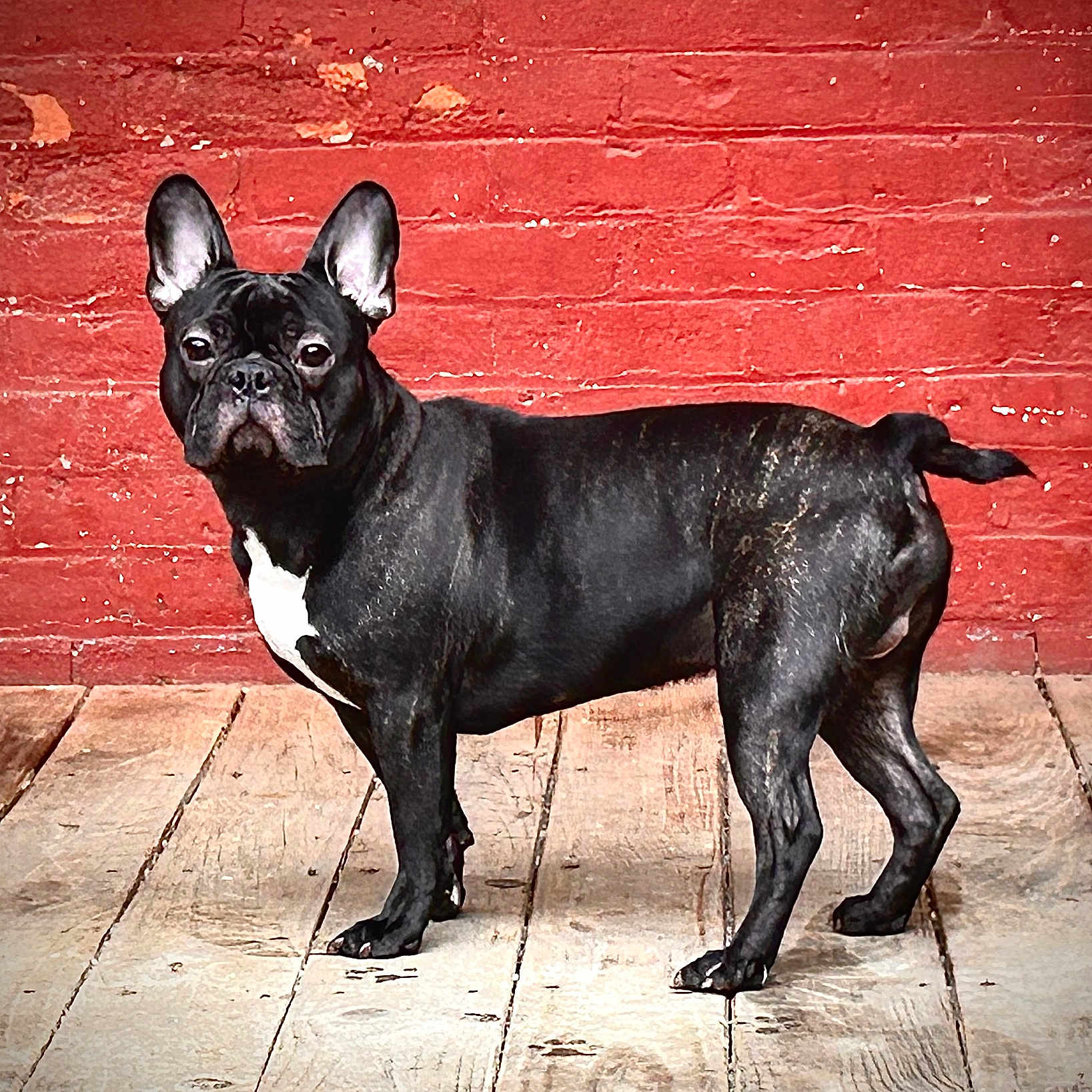 Louey joined the competition — help win amazing prizes! alert, animal, black_dog, canine, companion, cute, dog, domestic_animal, ears_up, french_bulldog, indoor, looking, mammal, pet, portrait, red_brick_wall, short_hair, side_view, standing, wooden_floor
