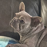 Sterling is registered to the contest to win money with this photo: dog, french_bulldog, pet, canine, animal, indoor, couch, leather, cushion, blue, fur, ears, face, paw, resting, side_view, wrinkles, companion, domestic, cute