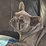 dog, french_bulldog, pet, canine, animal, indoor, couch, leather, cushion, blue, fur, ears, face, paw, resting, side_view, wrinkles, companion, domestic, cute
