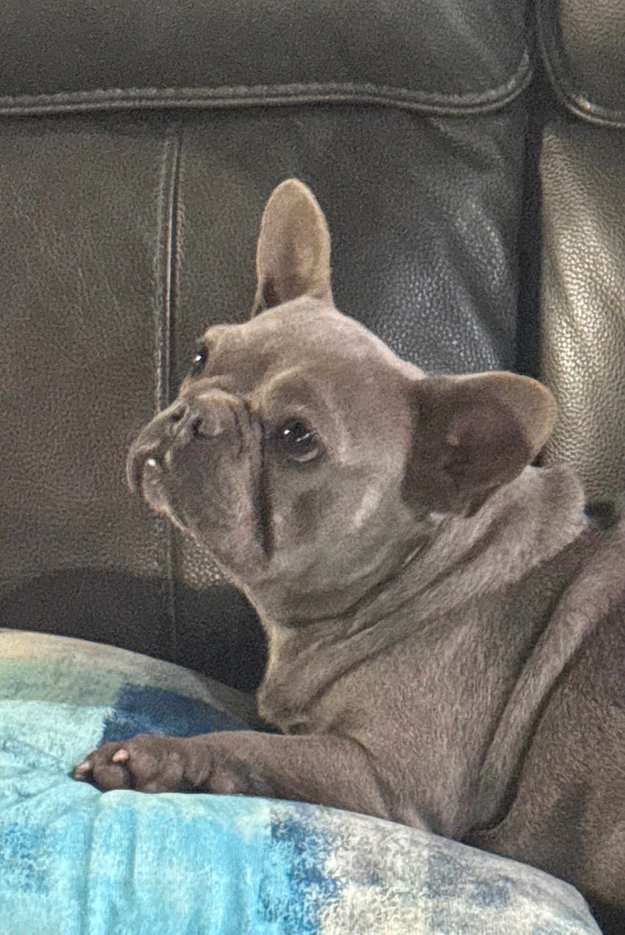 Sterling is registered to the contest to win money with this photo: dog, french_bulldog, pet, canine, animal, indoor, couch, leather, cushion, blue, fur, ears, face, paw, resting, side_view, wrinkles, companion, domestic, cute