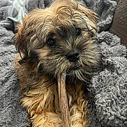 Havana joined the competition — help win amazing prizes! puppy, dog, chewing, blanket, cozy, fur, pet, indoor, cute, brown, black, animal, canine, relaxing, soft, toy, closeup, snout, paw, sleepy